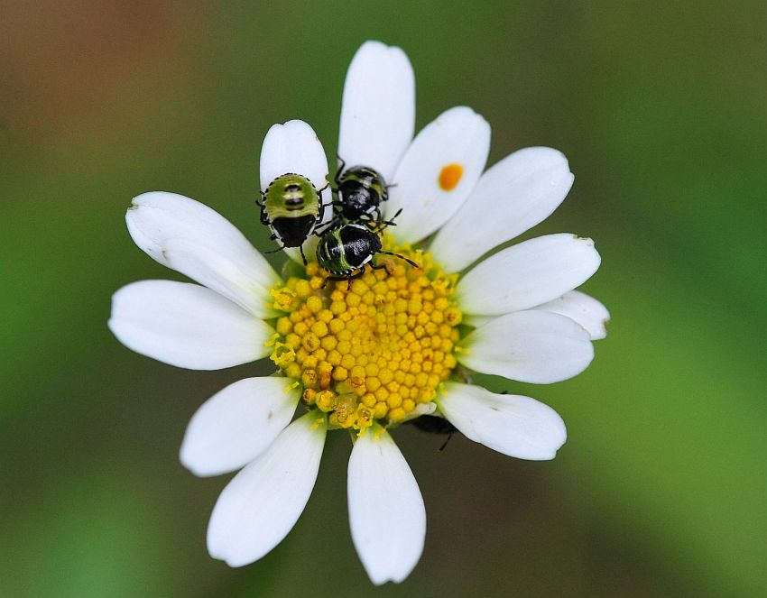 La vita in un fiore: terza parte